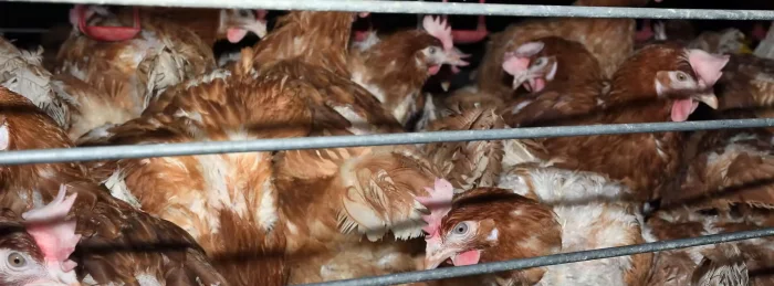 Chickens in a crowded caged system